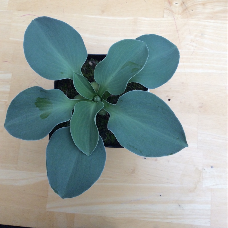 Plantain Lily Blue Mouse Ears in the GardenTags plant encyclopedia