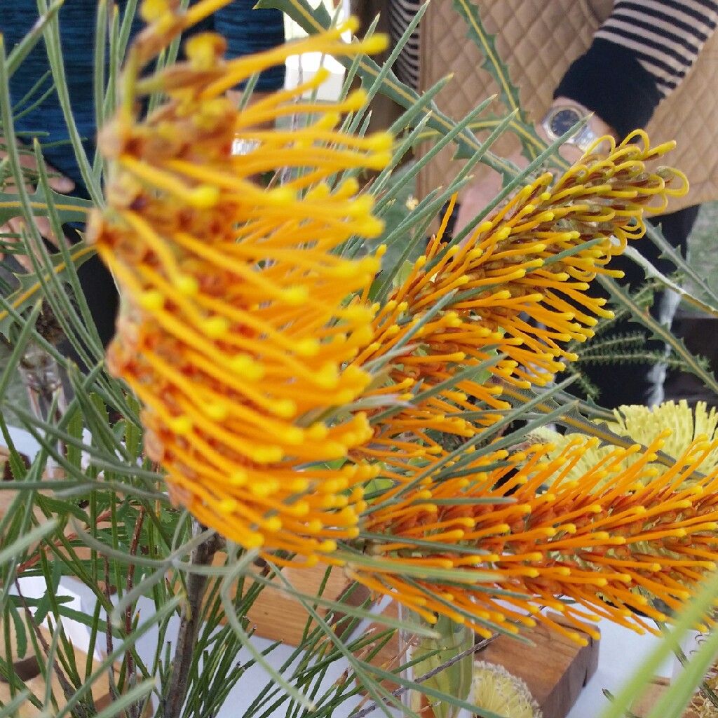 Honeysuckle grevillea in the GardenTags plant encyclopedia