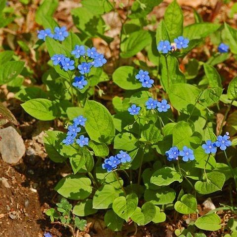 Creeping navelwort in the GardenTags plant encyclopedia