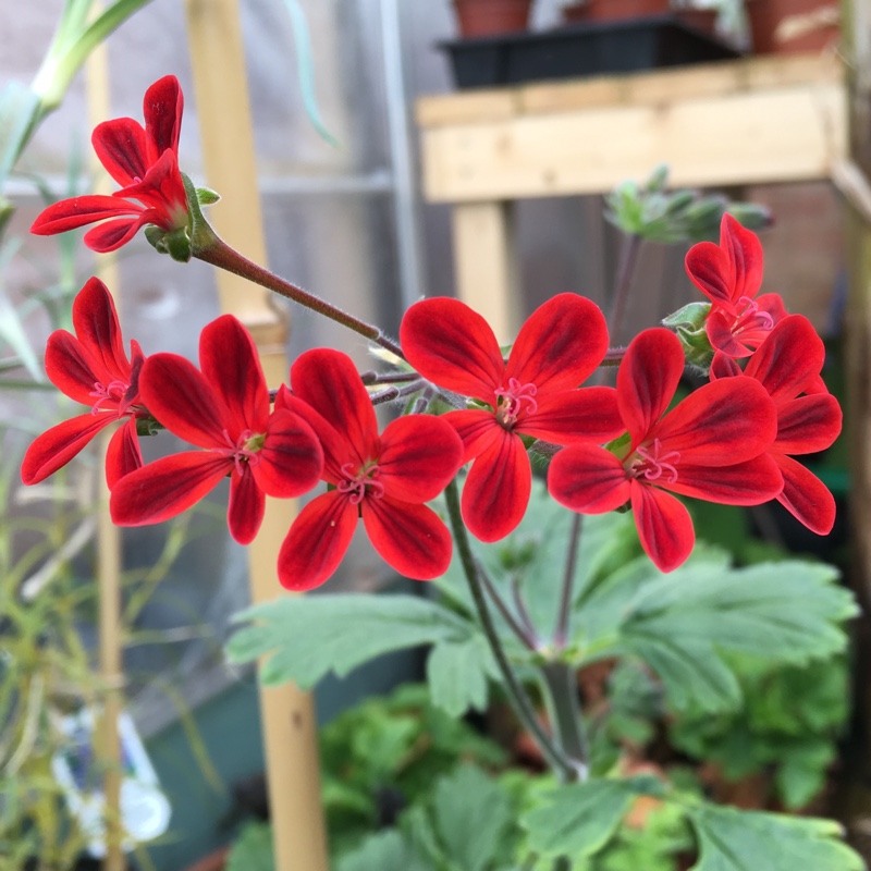 Pelargonium Ardens (Species Hybrid) in the GardenTags plant encyclopedia