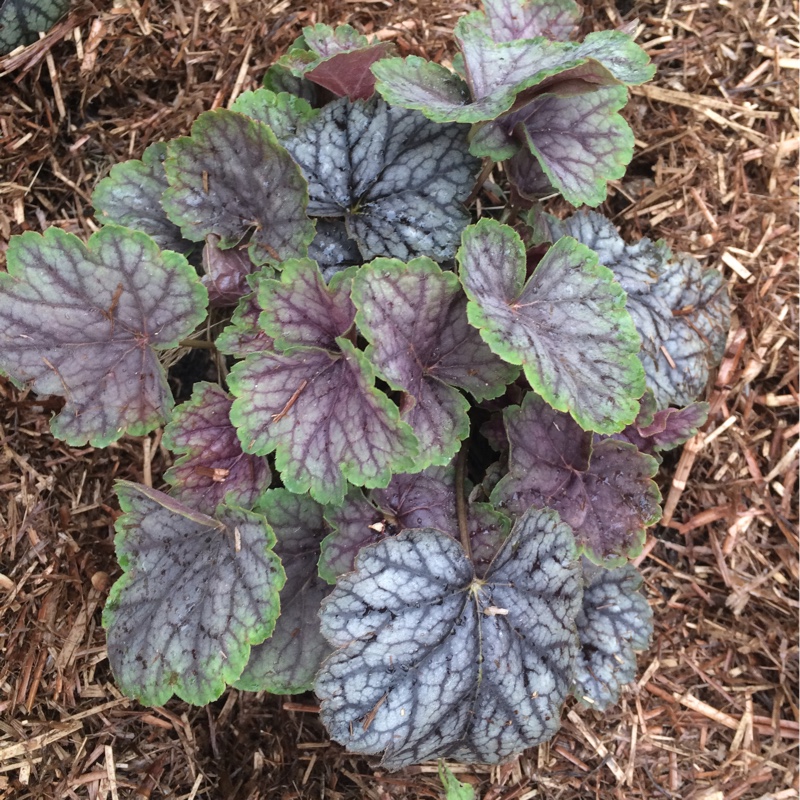 Alumroot Green Spice in the GardenTags plant encyclopedia