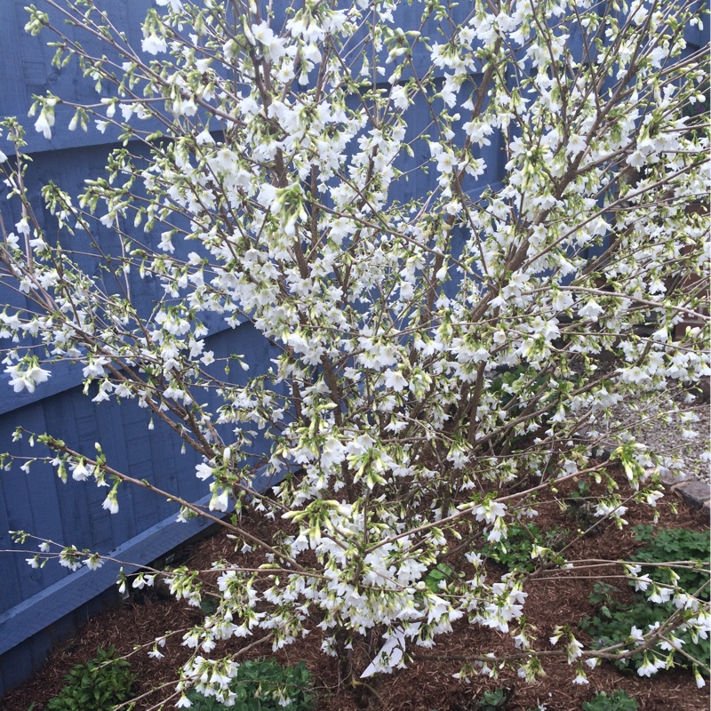 Flowering Cherry Tree Yamedei in the GardenTags plant encyclopedia