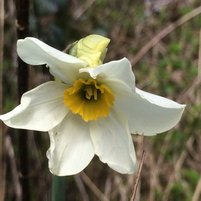 Daffodil (Species) Primrose Peerless Daffodil in the GardenTags plant encyclopedia