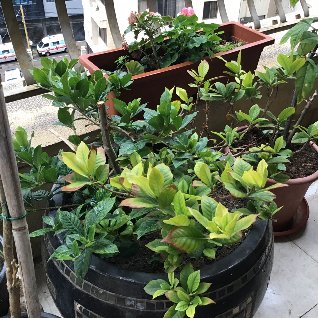 Rafaella in the GardenTags plant encyclopedia