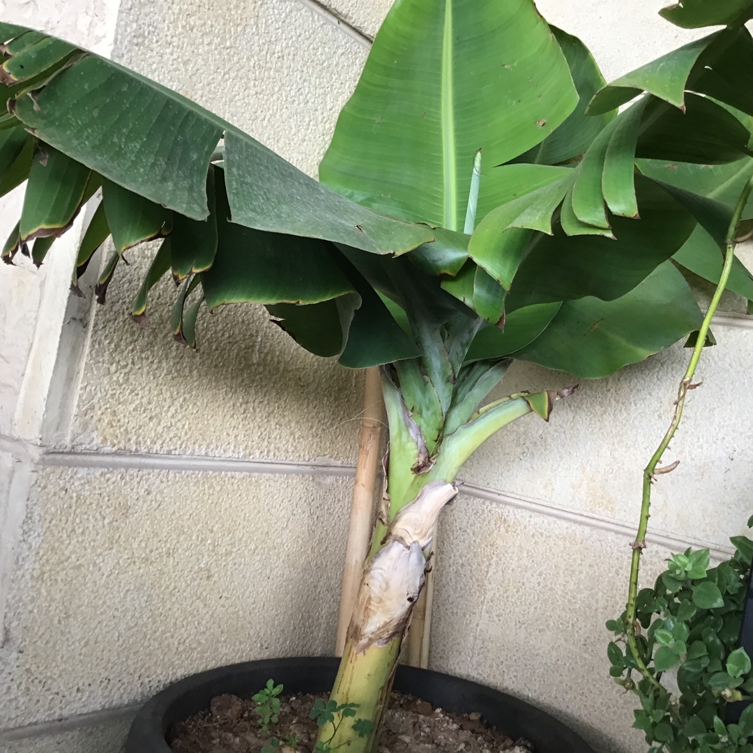 Palm in the GardenTags plant encyclopedia