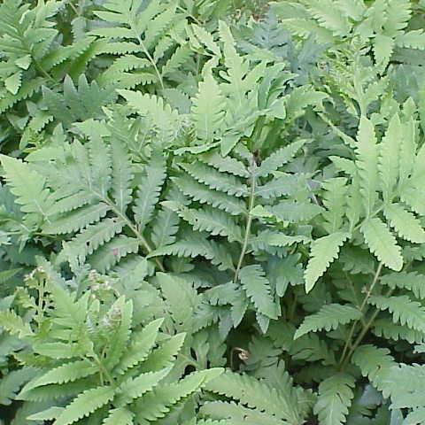 Sensitive fern in the GardenTags plant encyclopedia