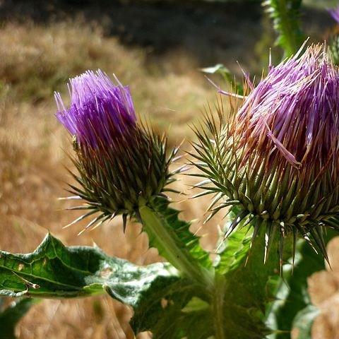 Scotch Cotton Thistle in the GardenTags plant encyclopedia