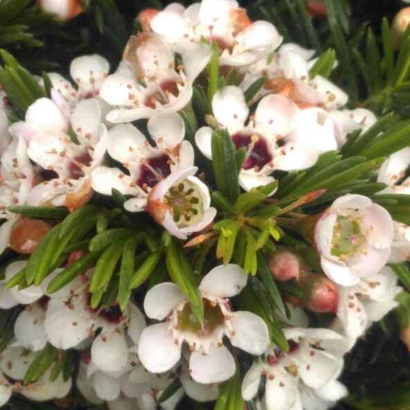 Geraldton Waxflower Snowflake in the GardenTags plant encyclopedia