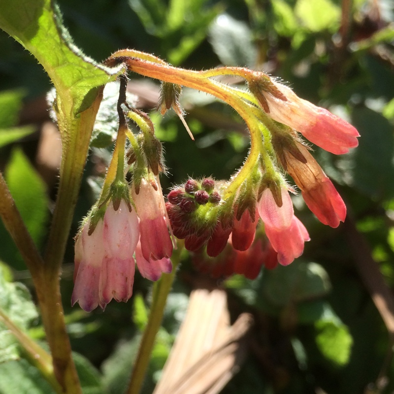 Comfrey Hidcote Pink in the GardenTags plant encyclopedia