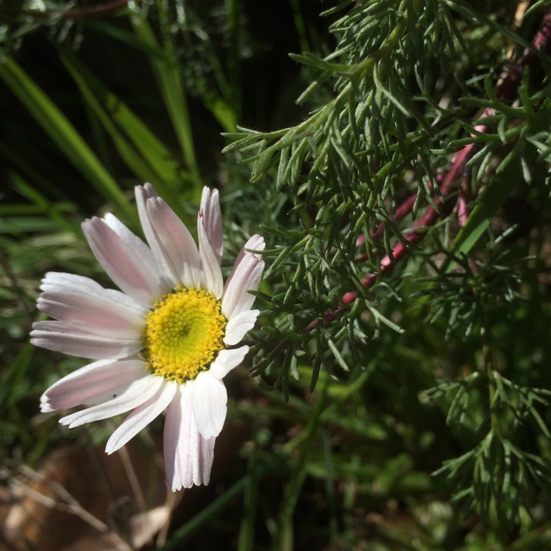 Pellitory Garden Gnome in the GardenTags plant encyclopedia