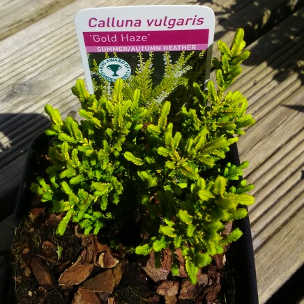 Common Heather Gold Haze in the GardenTags plant encyclopedia