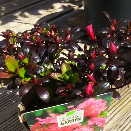 Azalea Hinomayo in the GardenTags plant encyclopedia