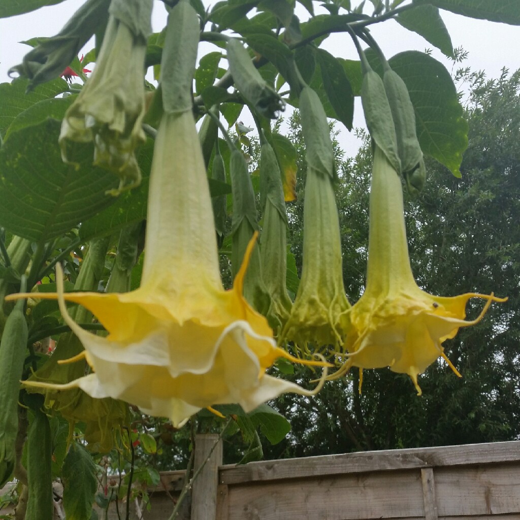 Angels Trumpet in the GardenTags plant encyclopedia