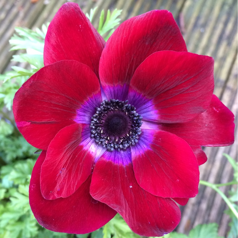 Anemone (De Caen Group) Bordeaux in the GardenTags plant encyclopedia