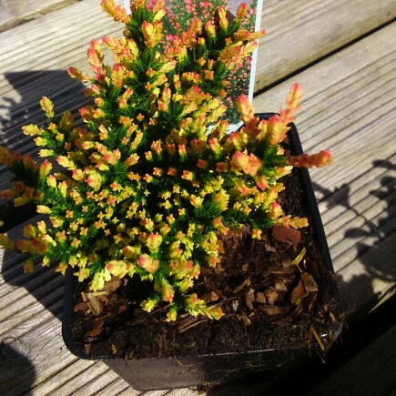 Common Heather Spring Torch in the GardenTags plant encyclopedia