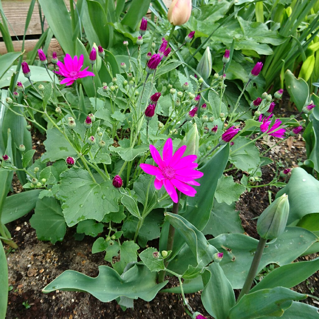 Florists Cineraria Senetti Magenta in the GardenTags plant encyclopedia