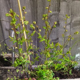 Blueberry Brigitta in the GardenTags plant encyclopedia