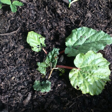 Rhubarb Fultons Strawberry Surprise in the GardenTags plant encyclopedia