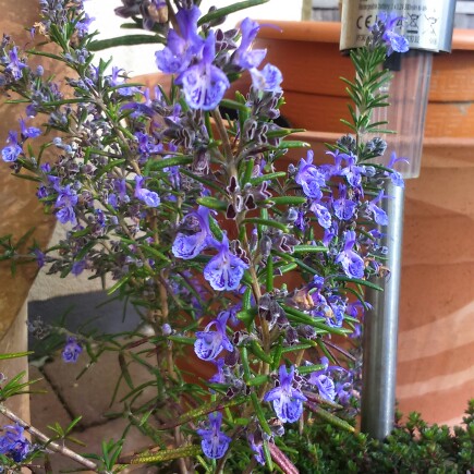 Rosemary Blue Lagoon in the GardenTags plant encyclopedia