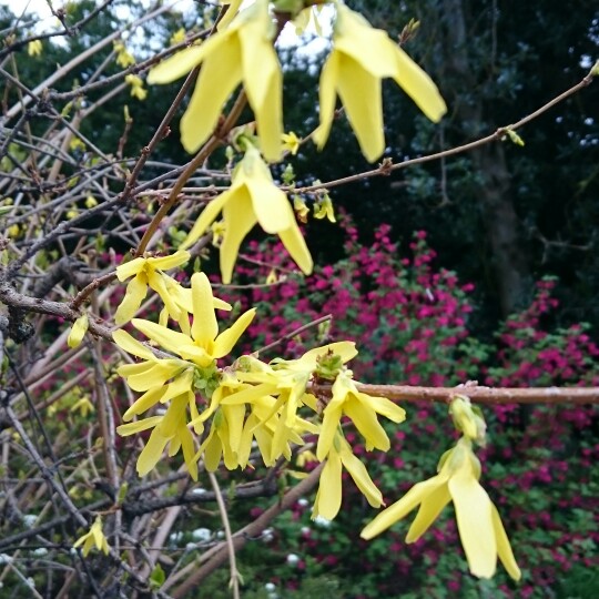 Forsythia in the GardenTags plant encyclopedia