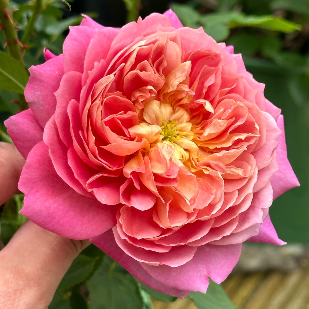 ‘Emma Bridgewater Rose in the GardenTags plant encyclopedia