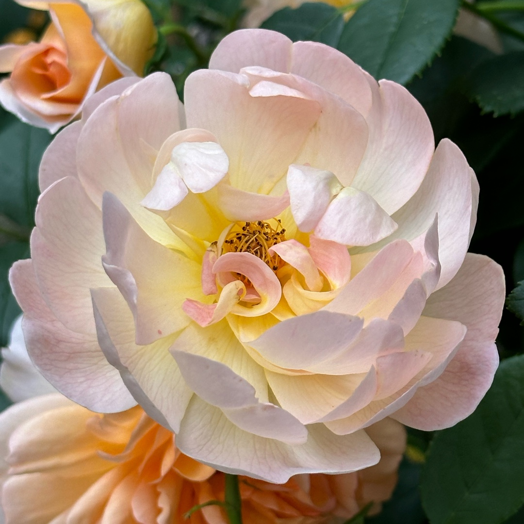 Rose ‘The Lark Ascending in the GardenTags plant encyclopedia