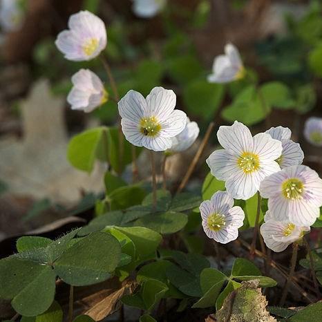 Wood sorrel in the GardenTags plant encyclopedia