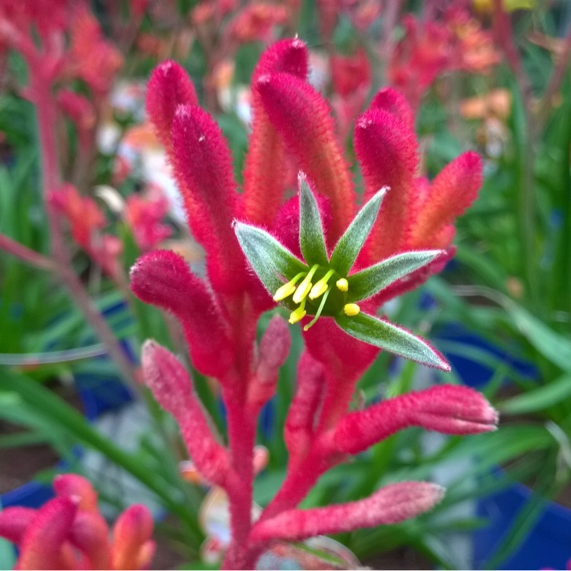 Kangaroo Paw Bush Inferno (Bush Gems series) in the GardenTags plant encyclopedia