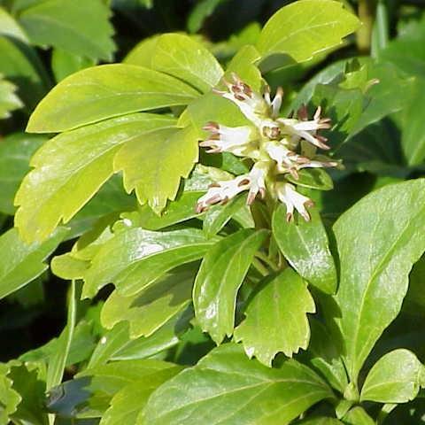 Japanese pachysandra in the GardenTags plant encyclopedia