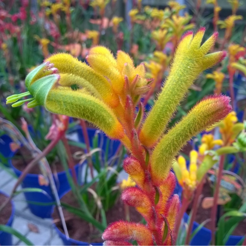 Kangaroo Paw Bush Tenacity (Bush Gems series) in the GardenTags plant encyclopedia