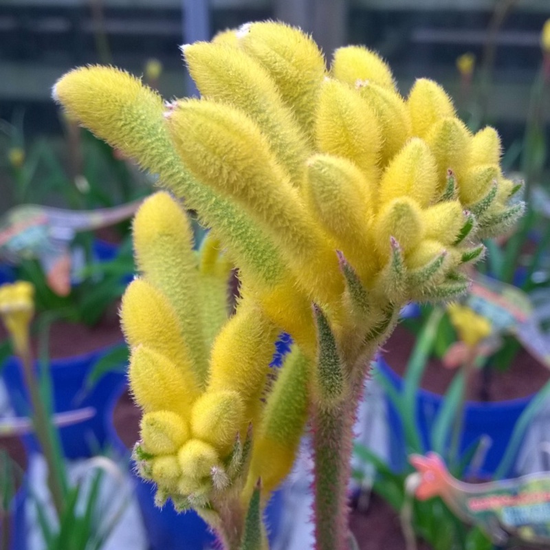 Kangaroo Paw Bush Bonanza (Bush Gems series) in the GardenTags plant encyclopedia