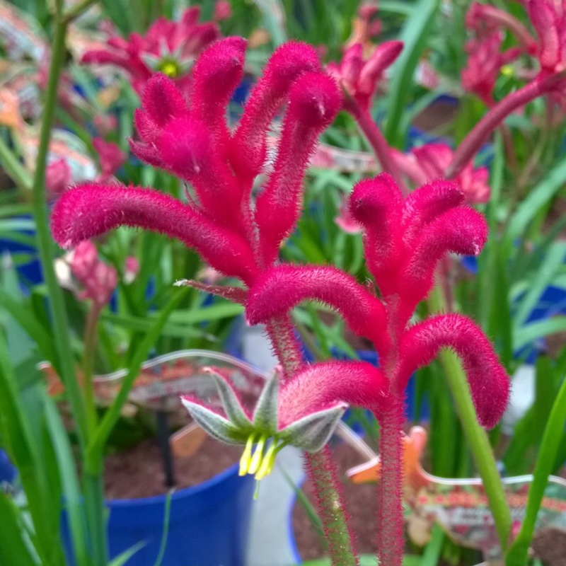 Kangaroo Paw Bush Pizzazz (Bush Gems series) in the GardenTags plant encyclopedia