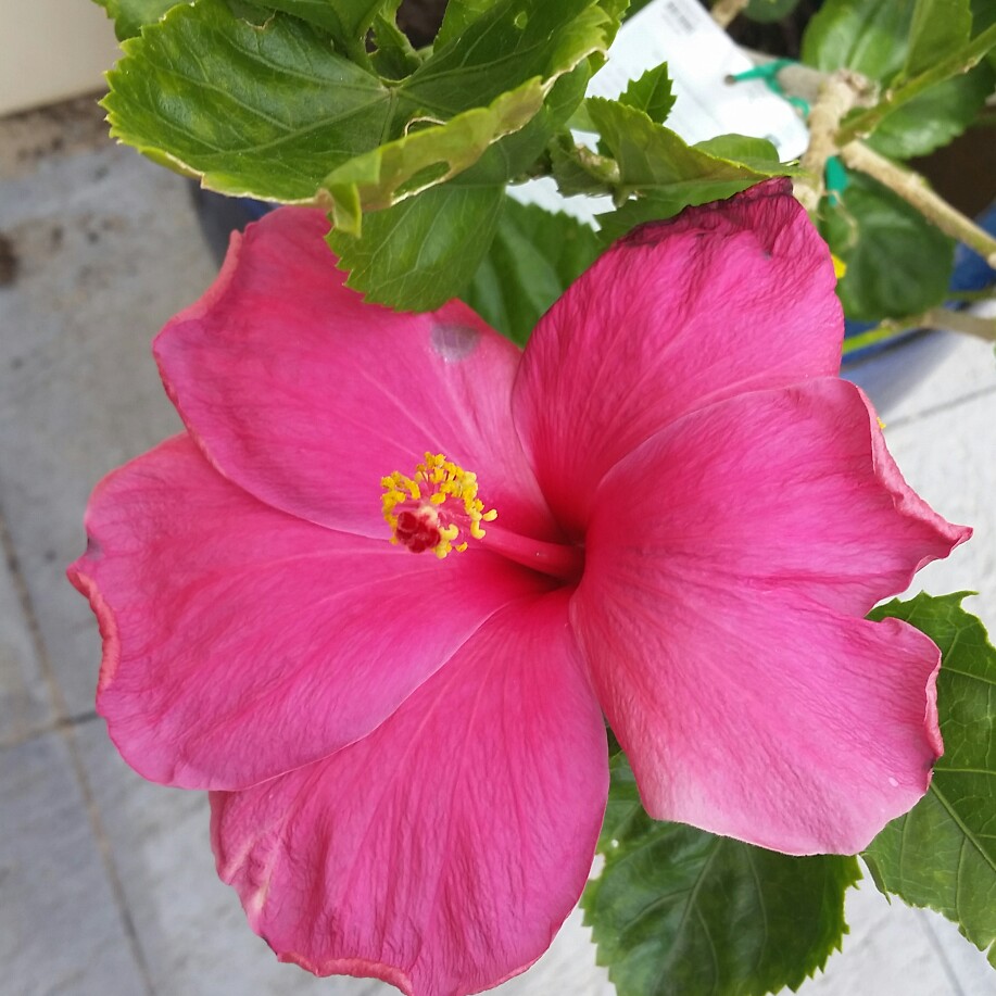 Hibiscus Hawaiian Skies in the GardenTags plant encyclopedia