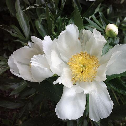 Peony Krinkled White (Herbaceous) in the GardenTags plant encyclopedia