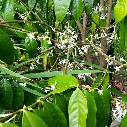 Scented Daphne in the GardenTags plant encyclopedia