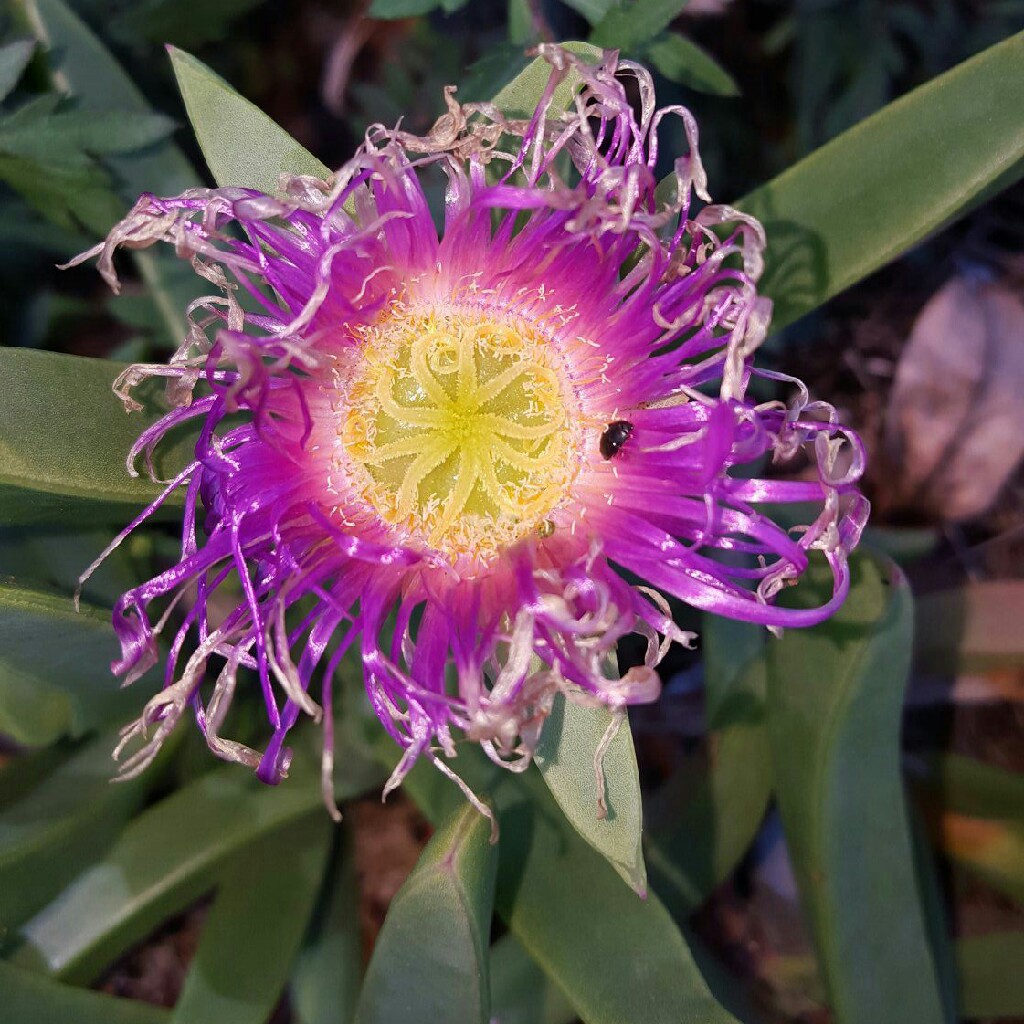 Angular Sea-Fig in the GardenTags plant encyclopedia