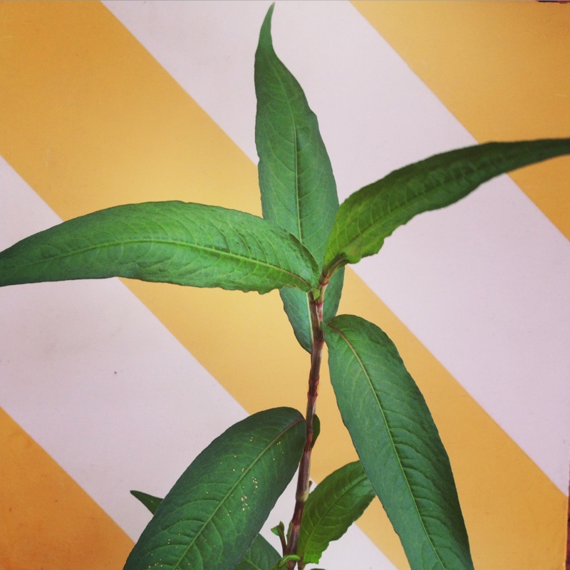 Vietnamese Mint in the GardenTags plant encyclopedia