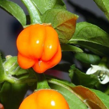 Chilli Pepper Habanero in the GardenTags plant encyclopedia