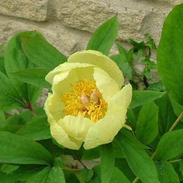 Mlokosewitchs Peony in the GardenTags plant encyclopedia