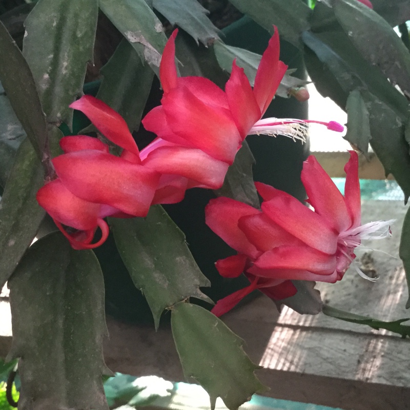 Schlumbergera truncata Flame, Zygocactus 'Flame' in GardenTags plant ...