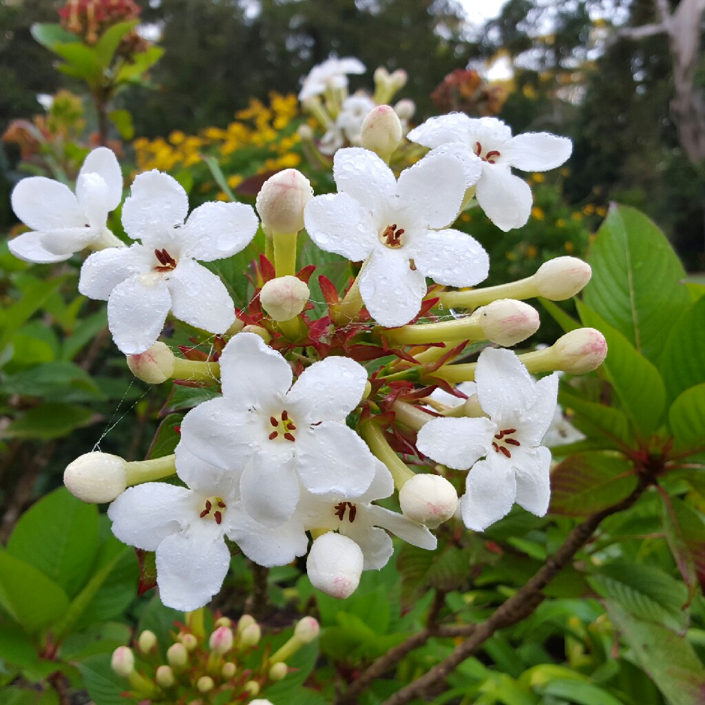 Luculia in the GardenTags plant encyclopedia