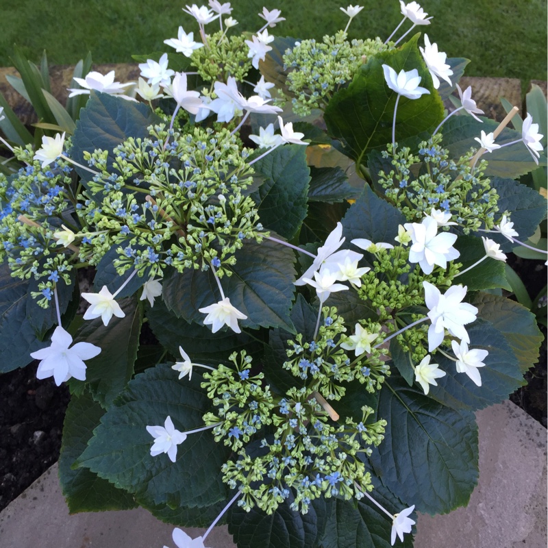 Hydrangea Fireworks White in the GardenTags plant encyclopedia