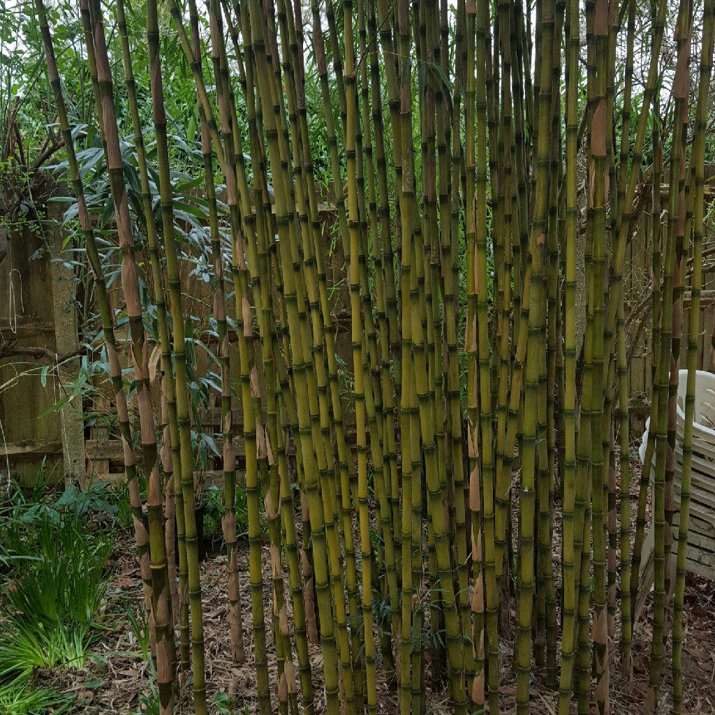 South American Mountain Bamboo in the GardenTags plant encyclopedia