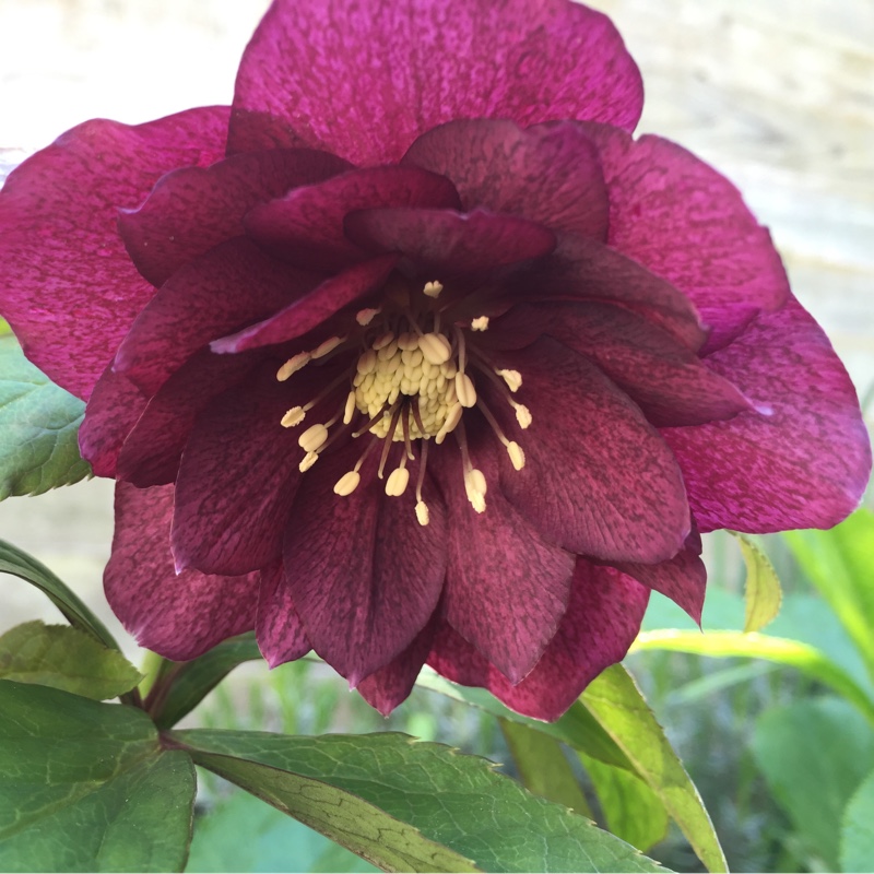 Hellebore Double Ellen Purple in the GardenTags plant encyclopedia