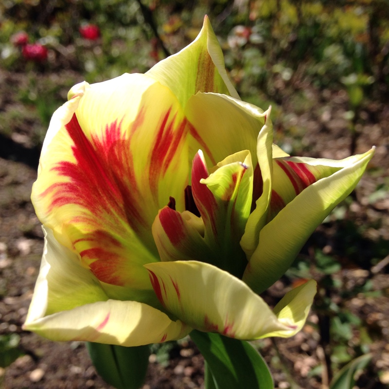 Tulip Flaming Spring Green (Viridiflora) in the GardenTags plant encyclopedia