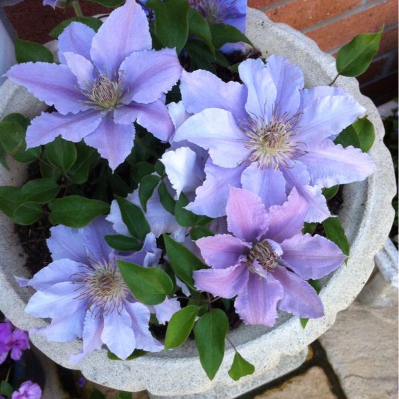 Clematis Filigree in the GardenTags plant encyclopedia