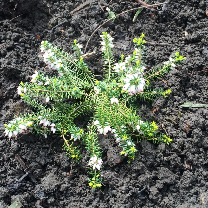 Winter Heath Golden Starlet in the GardenTags plant encyclopedia