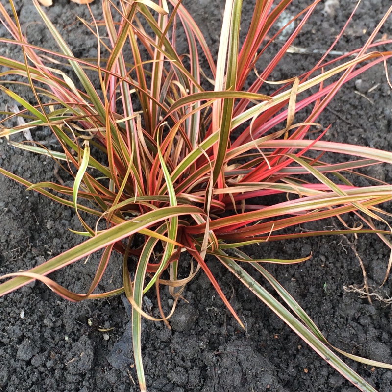 Red Hook Sedge Everflame in the GardenTags plant encyclopedia