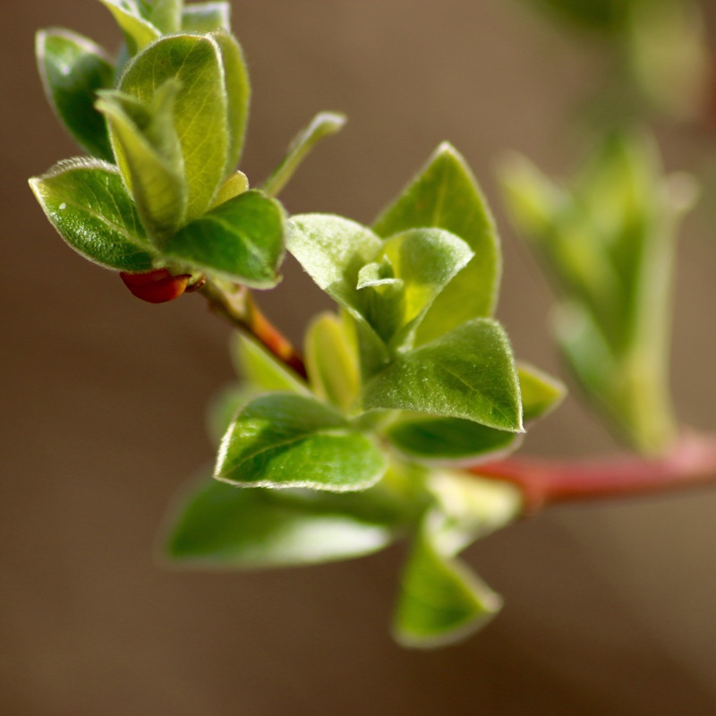 Bird Cherry in the GardenTags plant encyclopedia