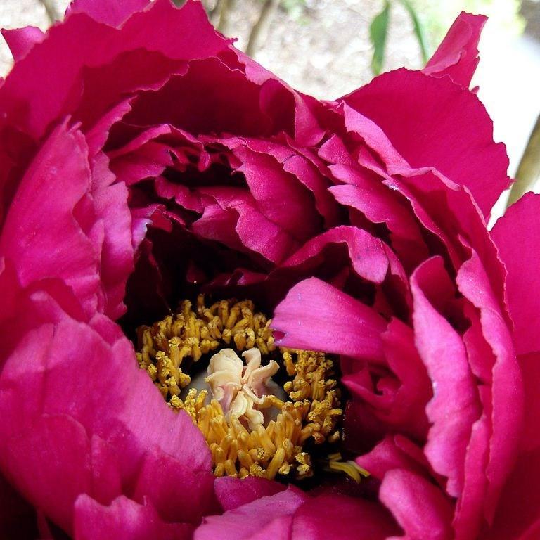 Tree Peony Shintenchi in the GardenTags plant encyclopedia